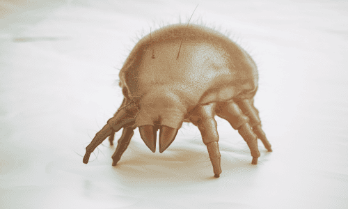 DUST MITES-2