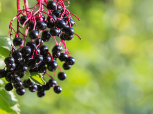 Elderberry