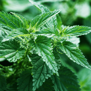 Introduction to Stinging Nettle (1)