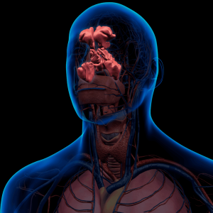 Sinuses Anatomy