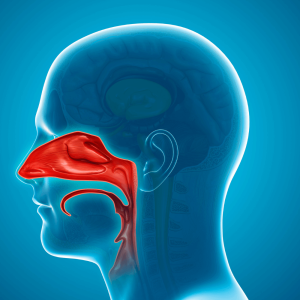 The Anatomy of the Nasal Passage (1)